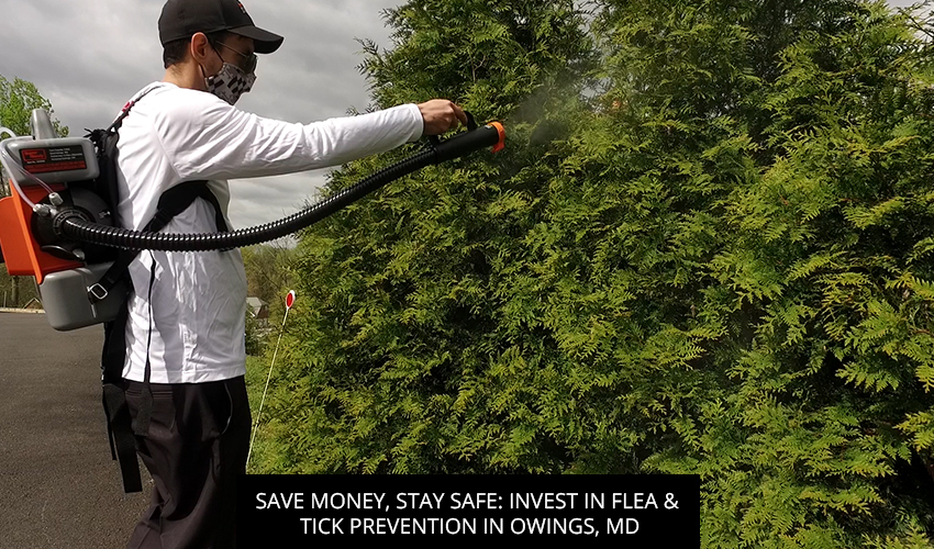 Save Money, Stay Safe: Invest In Flea & Tick Prevention In Owings, MD