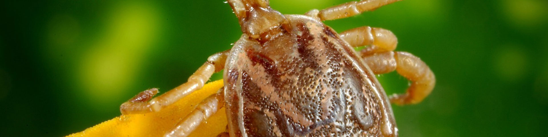 FLEA-AND-TICK-PREVENTION