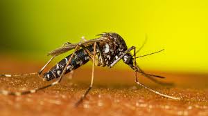 mosquito-prone yards
