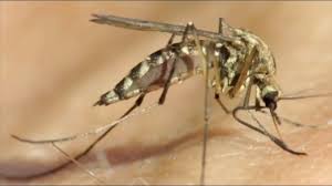 why mosquitoes are so bad this June
