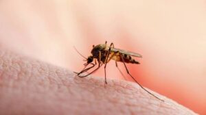 mosquito season