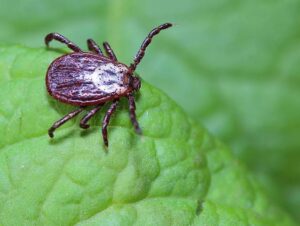 Protect Children From Ticks
