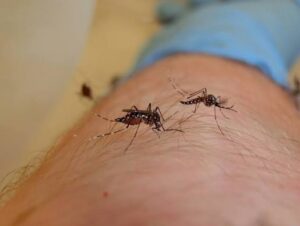 Natural Mosquito Control