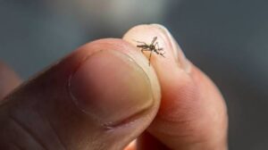 mosquitoes Anne Arundel County