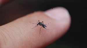 Mosquito on a finger 