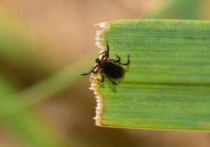 Tick-Prone Areas