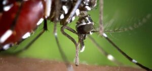 Late Summer Mosquito Control