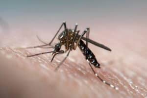 what time are mosquitoes most active