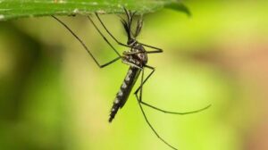 late summer mosquitoes