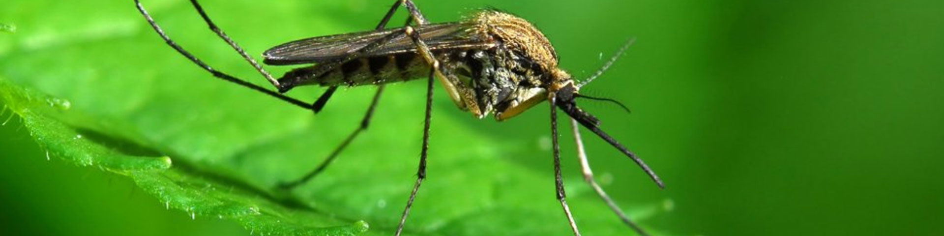 MOSQUITO-FACTS