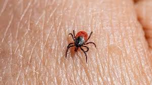 tick on hand