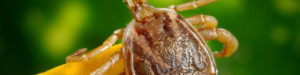 FLEA-AND-TICK-PREVENTION