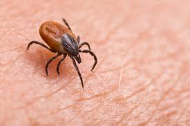 spring tick prevention Huntingtown MD