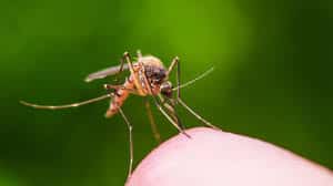 strangest mosquito breeding site