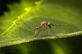 peak mosquito season is here