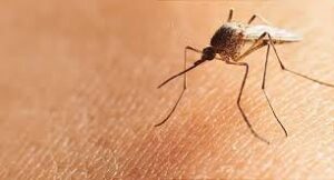 mosquito breeding cycles in July