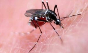 Maryland mosquitoes