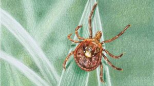 Tick Treatment