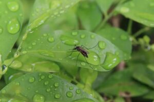 Perfect Mosquito Storm