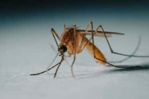 can fans keep mosquitoes away