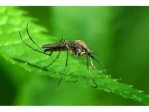 mosquito season Huntingtown