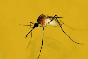 recent rain mosquito hotspot