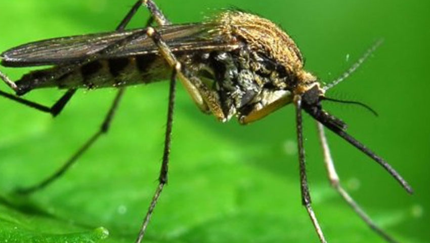 MOSQUITO-FACTS