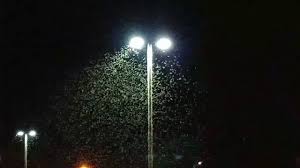Mosquitos around streetlight 