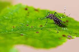 why NJ summers mean more mosquitoes
