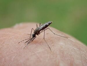 Mosquito Myths