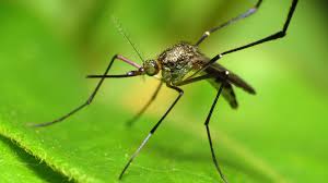 DC's June mosquito surge