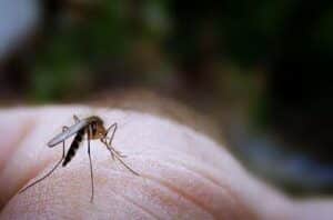 Mosquito Problems in June