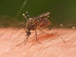 world's most mosquito-infested places
