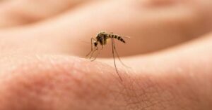 Yard Mosquito Treatment