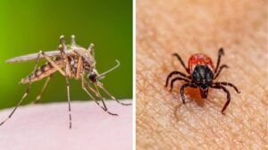  Labor Day mosquito and tick safety