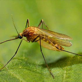 Culex Mosquito Control Maryland