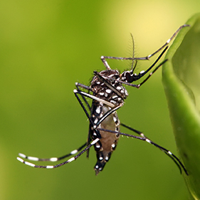 Aedes Mosquito Control Maryland
