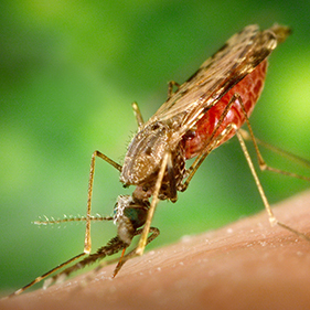 Anopheles Mosquito Control Maryland