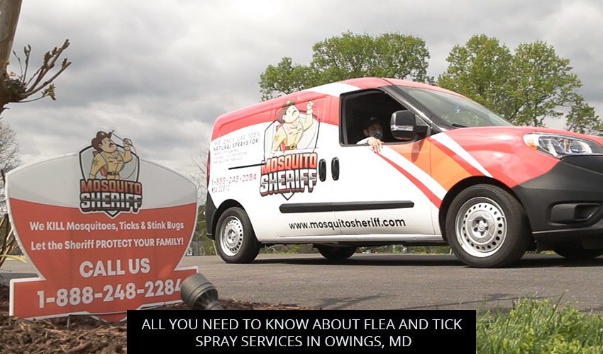All You Need To Know About Flea And Tick Spray Services