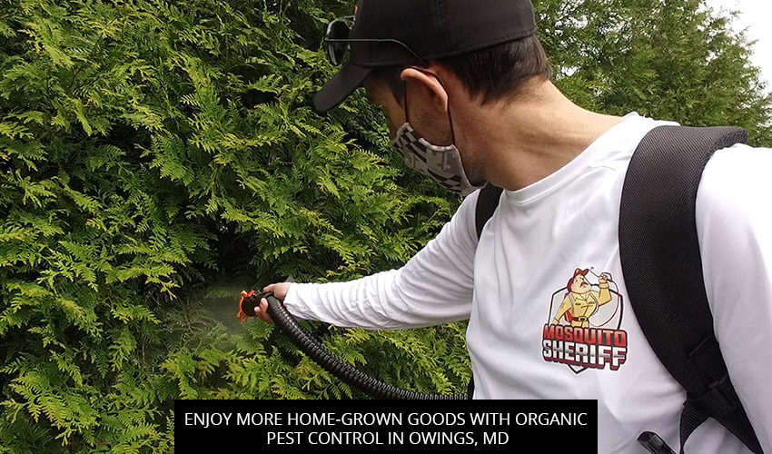 Enjoy More Home-Grown Goods with Organic Pest Control