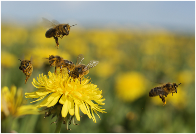Protect Maryland’s Pollinators: Organic Pest Control Near Me