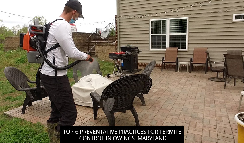 Top-6 Preventative Practices for Termite Control in Owings, Maryland