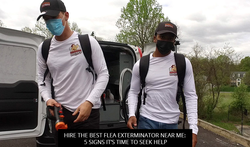 Hire the Best Flea Exterminator Near