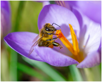 Organic Pest Control Near Me: 3 Ways We Protect Maryland's Pollinators