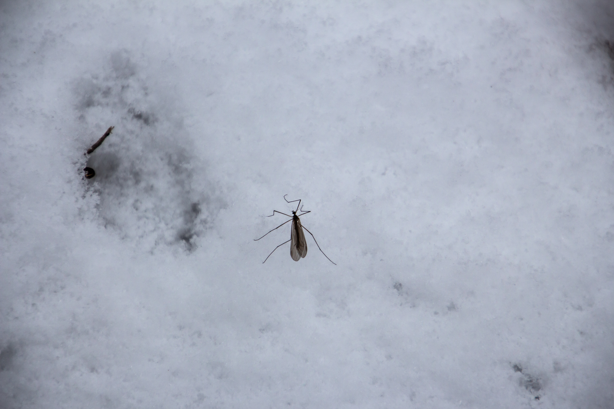 Does the cold weather kill ticks