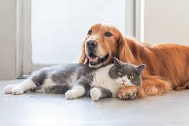 Dog laying with cat