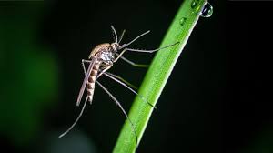 how heat waves change mosquito behavior