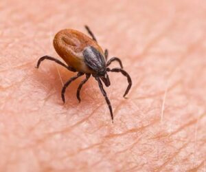 Mosquito Season vs Tick Season Maryland