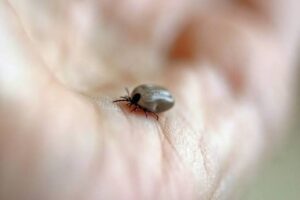 Tick Control Maryland