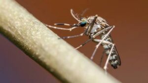 Summer mosquito prevention